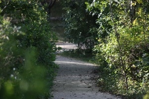 Wooded path, Wellfleet Bay Wildlife Sanctuary