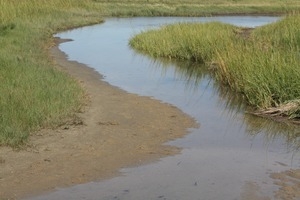 Open waterway in a salt marsh, Wellfleet Bay Wildlife Sanctuary