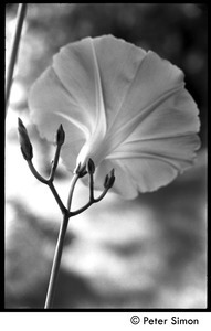 Morning glory, flower and buds