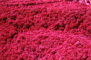 Aerial false color IR image of at south end of Beinecke Stand. False Color Infrared/True Color Project.