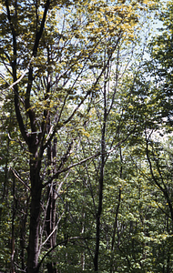 Saddled prominent (Heterocampa guttivitta ) caterpillar defoliation area on White Rocks two years after defoliation. View to east.