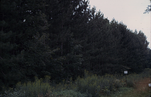 Red pine (Pinus resinosa) plantation on west side of Northwest Hill Road near Bulkley Street.