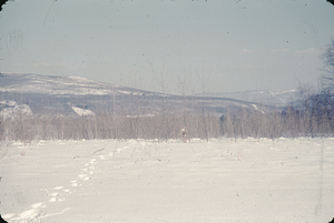 Hybrid Poplar Plantation GP-08-49 in Winter of 1952