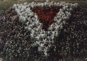 Arrangement of Flowers in the shape of the Springfield College triangle logo in Springfield College, ca. 1990
