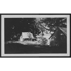 View of tents and trees at unidentified YMCA camp