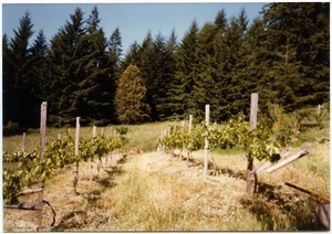 Grapevines in small meadow, Salmon Creek