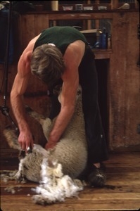 Man shearing a sheep