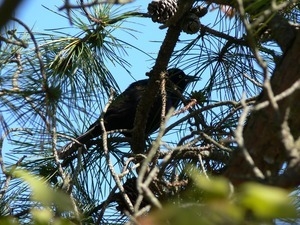 Grackle in a pine tree, Wellfleet Bay Wildlife Sanctuary