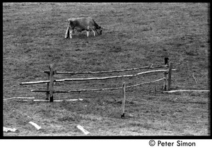 Dolly the cow grazing by the remains of a fence, Montague Farm commune