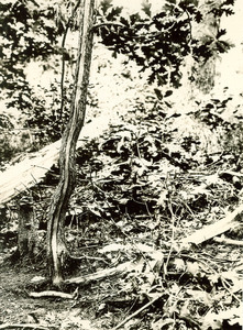 Forestry and Wildlife Management - Mt. Toby Forest