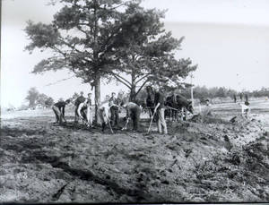 Grading Under Trees (1898)