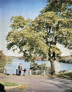 Colored photograph of father and son looking at Lake Massasoit