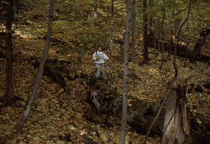 Carol Collier '93 Senior Thesis on Beinecke Stand. 2. Dead and down large beech in permanent plot 1042.
