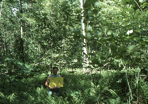 Birch Strips - White Birch Regeneration Study - White Birch Study Area. Strip Treatment Plot 1A. Landscape orientation.
