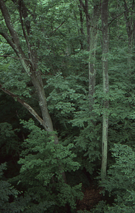 View north from the canopy walkway.
