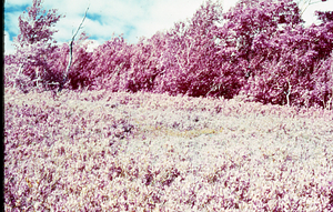 False color IR image of heath bald at permanent plot 1205. False Color Infrared/True Color Project.