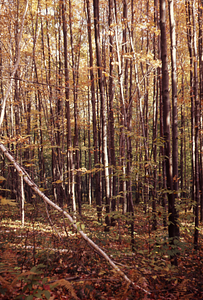 Red maple and gray birch in old pasture inside Lower Loop Trail.