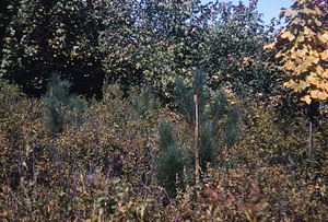 Close-up of Red Pine --Planted 1949 Bulldozed Plot --Block 1. Hardhack Reconversion Study.