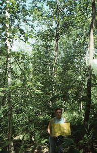 Birch Strips - White Birch Regeneration Study - White Birch Study Area. Strip Treatment Plot 1B. Portrait orientation.
