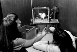 Students with Lab Rat.