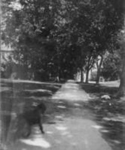 Dog on Main Street, 1897