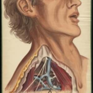 Teaching watercolor of the blood vessels in the right side of the neck