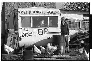 Man selling "free-range" eggs from a caravan near Lisburn. Hens run freely around the caravan