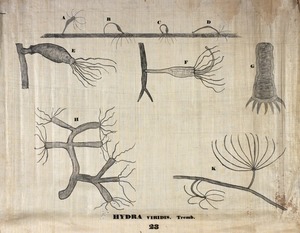 Orra White Hitchcock drawing of hydra viridis
