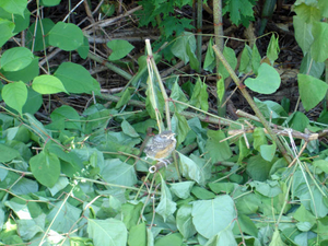 Fledgling bird fell out of nest