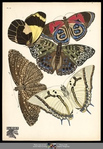 Papillons. Plate 12