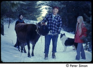 Older man and cow on a snowy road (with collie and communards), Tree Frog Farm commune