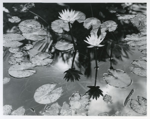 Water lilies, Fairchild Tropical Garden