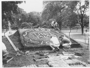 Three unidentified men working on a planting display for the Centennial on Boston Common