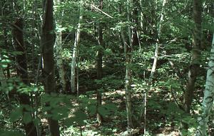 U.S. Dept. Interior Acid Rain, Acid Soils Study. Paper birch site, forest trees.
