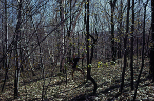 Leigh H. Perkins, Jr., '75 straddling the fence line between the Hopkins pasture in foreground [dominated by red maple (Acer rubrum)] and the Rye Lot in the background [dominated by paper birch (Betula papyrifera)]. Black cherry (Prunus serotina) and bitternut hickory (Carya cordiformis) dominate the fence line.