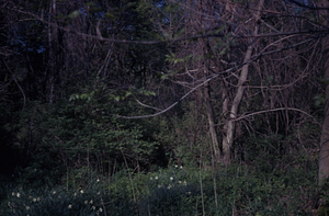 Buxton Garden before restoration. Pheasant-eye narcissus (Narcissus poeticus) in bloom.