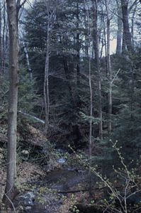Eastern hemlock trees in Ford Glen along Ford Glen Brook downstream from Northwest Hill Road bridge.