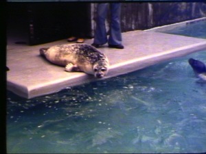 Andre the Seal Comes Home