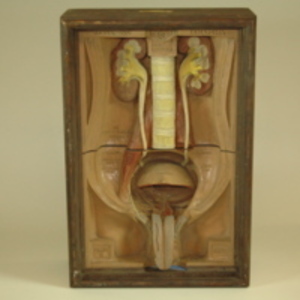Dickinson-Belskie model of male genito-urinary anatomy, 1945