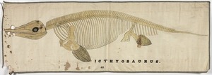 Orra White Hitchcock drawing of ichthyosaurus skeleton