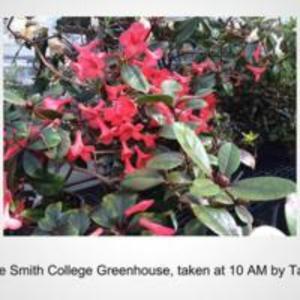 Flowers in Smith College Greenhouse