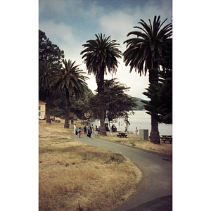 Waterside walkway lined with palm trees in San Francisco