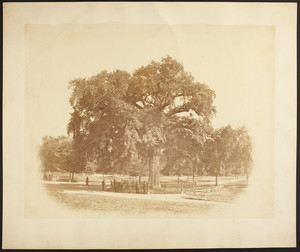 View of people standing underneath the Great Elm, Boston Common