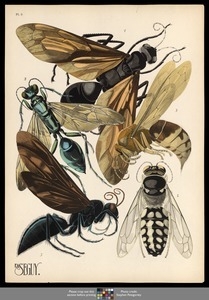 Insectes. Plate 6
