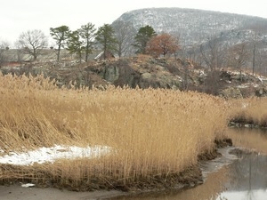 Marsh in a winter landscape