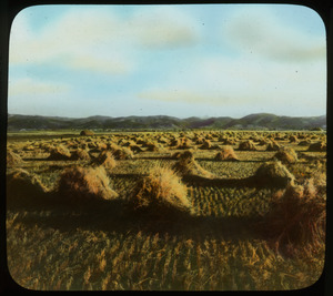 Grain field, Montana