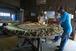 Hibbard Farm: workers at a round table, sorting and bunching asparagus