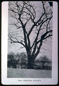 Saugus Center, Cheever Walnut Tree, Parker Walnut, Central Street