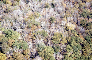 Aerial oblique view permanent plot 1105 with defoliation on 14 October 1971.