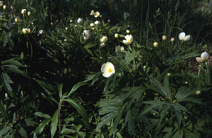 Canada anemone (Anemone canadensis) in the Buxton Garden.
